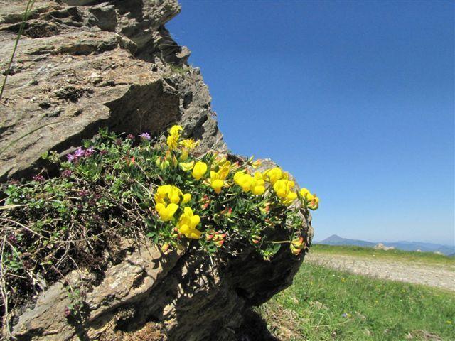 Auberge Les Myrtilles Couflens Dış mekan fotoğraf